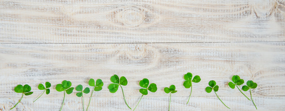 Clover leaf. Happy St. Patrick's Day. Selective focus.
