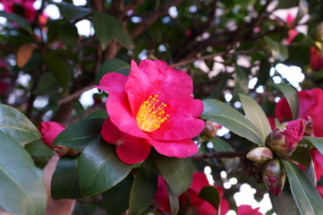 Camellia japonica red flower