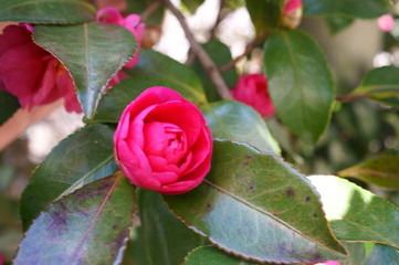 Camellia japonica red flower