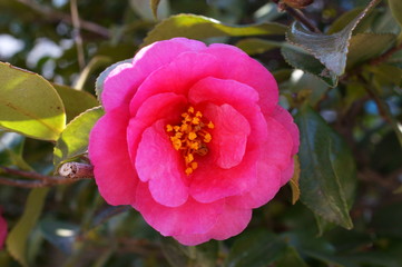 Camellia japonica red flower