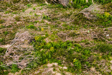 西日本豪雨災害時に濁流で押し倒された木々の枯れた枝が残る高梁川河川敷の地面から、菜の花が黄色く咲き、復興への希望にエールを送る景色が感慨深い。