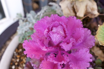 ornamental kale, flowering kale