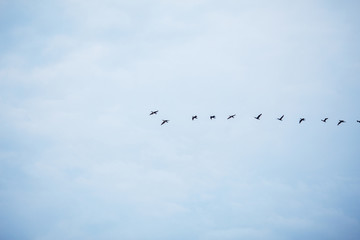 in the blue autumn sky flying birds flock in a row