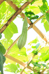 green long cucumber in greenhouse - 257428506