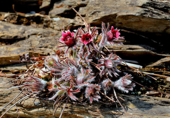 Donggang pasque-flower is an endemic species of South Korea and is distributed in limestone area around Jungsun-gun, Gangwon-do