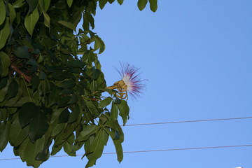 Flor