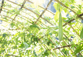 zucchini grow in organic farm glasshouse - 257428592