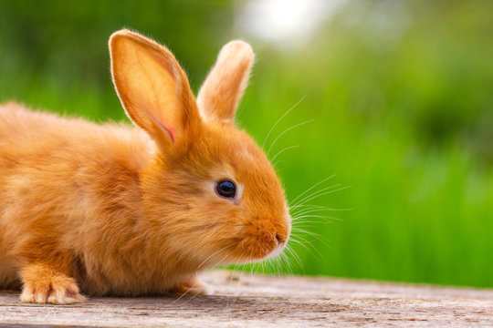 beautiful little fluffy red rabbit on a Sunny spring day on a green background in nature