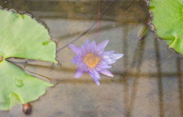 Violet lotus flower - 257428731