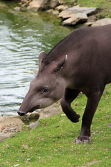 Fototapeta premium Tapir