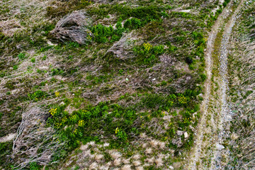 西日本豪雨災害時に濁流で押し倒された木々の枯れた枝が残る高梁川河川敷の地面から、菜の花が黄色く咲き、復興への希望にエールを送る景色が感慨深い。