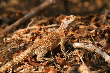 Madagascar collared iguanid on ground with caution