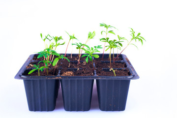 seedling plants growing in germination plastic tray