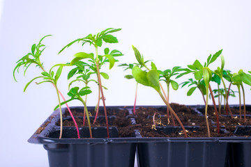 seedling plants growing in germination plastic tray