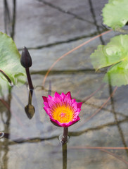 Violet lotus flower - 257429512