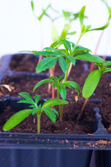 seedling plants growing in germination plastic tray