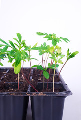 seedling plants growing in germination plastic tray