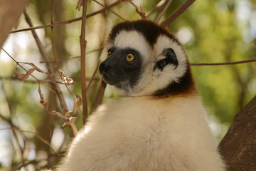 portrait of verreaux’s sifaka 