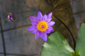 Violet lotus flower - 257429705