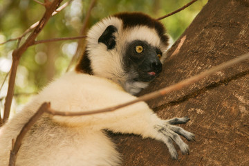 portrait of Verreaux’s sifaka clinging to a tree