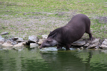 Tapir