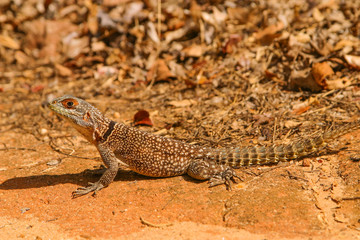 Madagascar collared iguanid looks attentively 