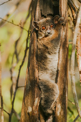 sportive lemur in the hollow tree 