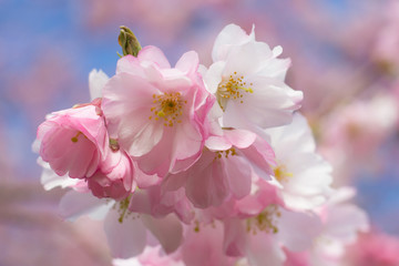 Very beautiful pink cherry blossom in Germany, march 2019