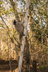 Fototapeta na wymiar brown lemur clinging to a tree 