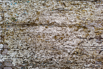 Obraz premium abstract pattern covered with mycelium on an old tree, background