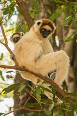 Verreaux’s sifaka with baby on his back