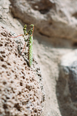 green mantis on brown background