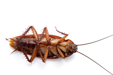 cockroach isolated on white background