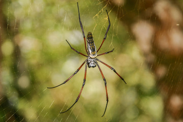 golden web spider in web with golden spinning threads