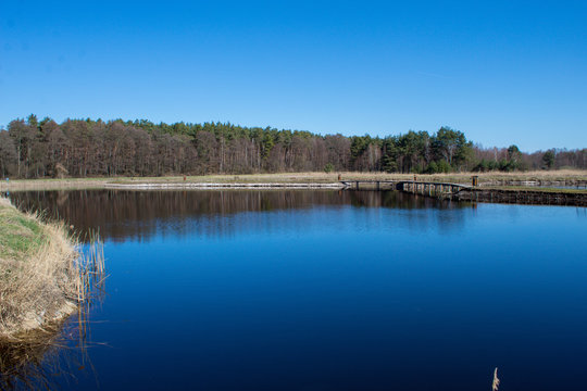Blue water in a forest lake with pine trees, lake in Kluki, Poland