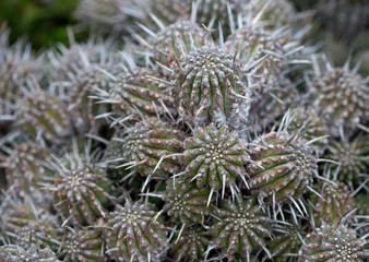 Naklejka na ściany i meble Cacti outdoors in cactus park, Ayia Napa, Cyprus 