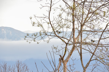 Two magpie on leafless tree branches. Clouds over the city on the background