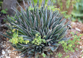 Cacti outdoors in cactus park, Ayia Napa, Cyprus 