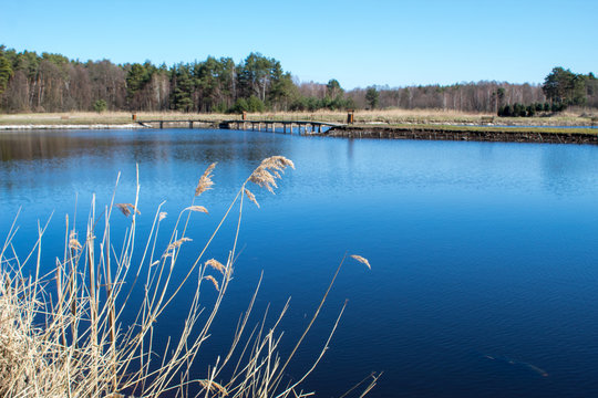 Blue water in a forest lake with pine trees, lake in Kluki, Poland