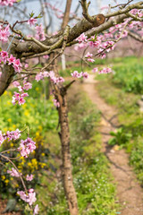 Peach blossom tree close-up in spring in LongQuanYi mountains, Chengdu, China
