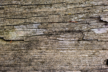 Texture of old unpainted wood ,background
