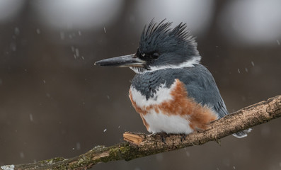 Belted Kingfisher in Snow 