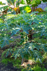 Tropical papaya tree with papaya fruits close up