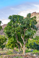 Fototapeta na wymiar Tropical mango tree growing in orchard on Gran Canaria island, Spain. Cultivation of mango fruits on plantation.