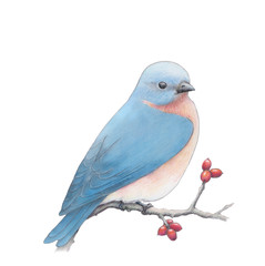 Bluebird pencil drawing