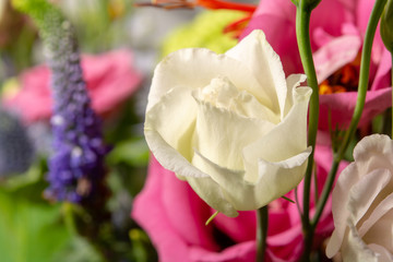 Floral background with colofrul fresh flowers in bouquet, macro photo close up