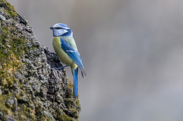 blue tit on a branch
