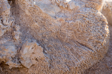 Vintage mud wall in the desert made with beach rocks and coral stones. Texture of stone old wall, old dry coral of brown color. Natural background.