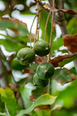 Ripe macadamia nuts handing on macadamia tree ready for harvest