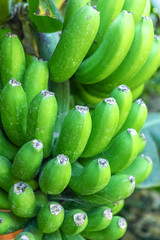 Tropical banana palm tree with green banana fruits growing on plantation on Gran Canaria island, Spain